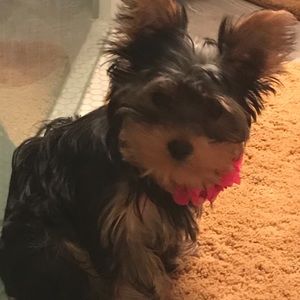 Meet your Posher, Asashley